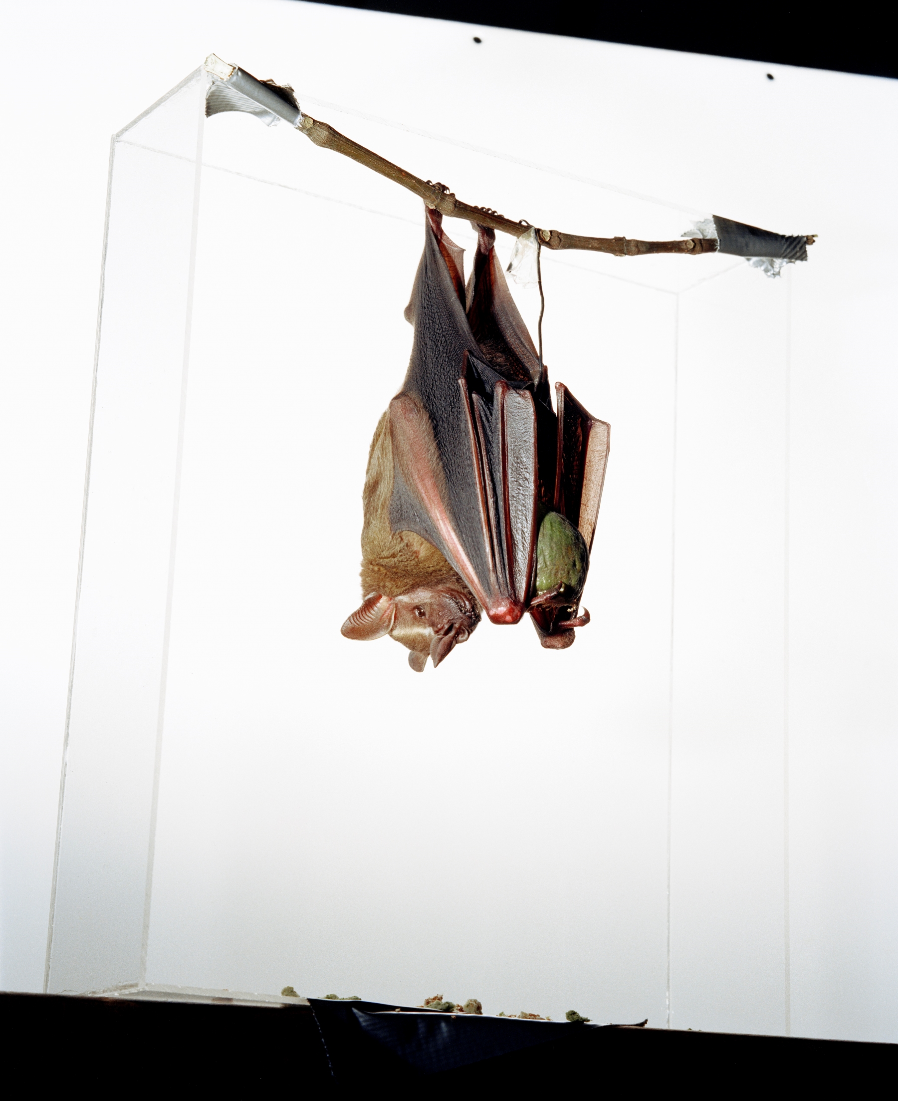 Sanna Kannisto, Artibeus lituratus, 2000 © Sanna Kannisto Sanna Kannisto, Artibeus lituratus, 2000 © Sanna Kannisto