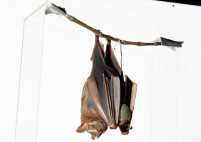 Dialoge der Sammlung