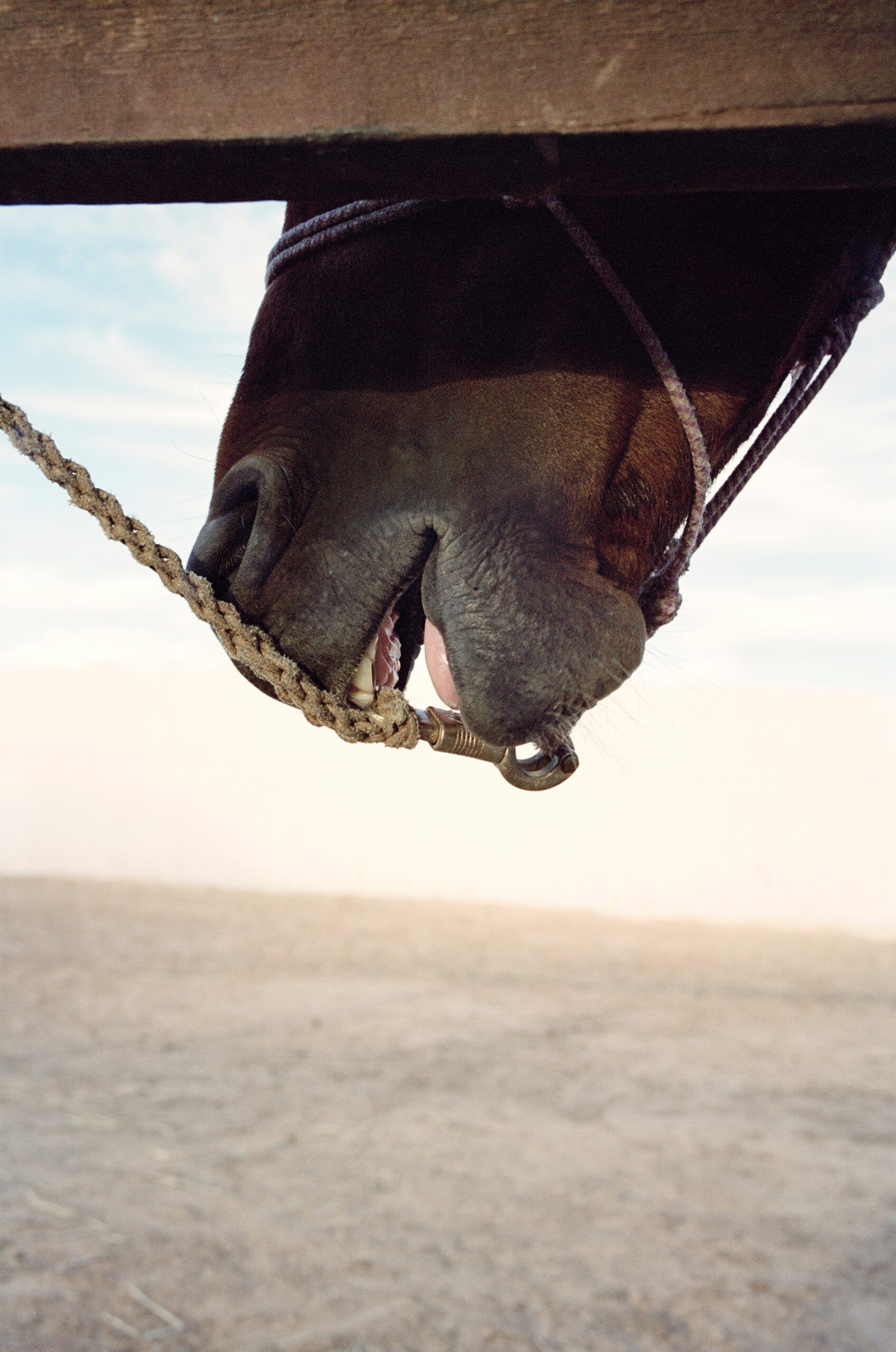 Jitka Hanzlová, Horse, 2007-2014/2018, © Jitka Hanzlová und VG Bild-Kunst, Bonn 2026 Jitka Hanzlová, Horse, 2007-2014/2018, © Jitka Hanzlová und VG Bild-Kunst, Bonn 2026