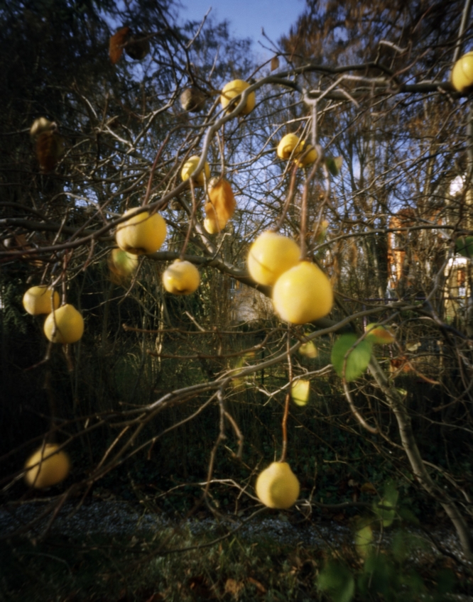 Hanns Zischler, Newtons Beweis, quittengelb, 2010/2026 © Hanns Zischler